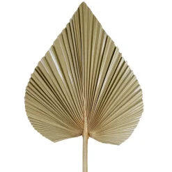 Feuille de palmier naturel h62cm - Golden